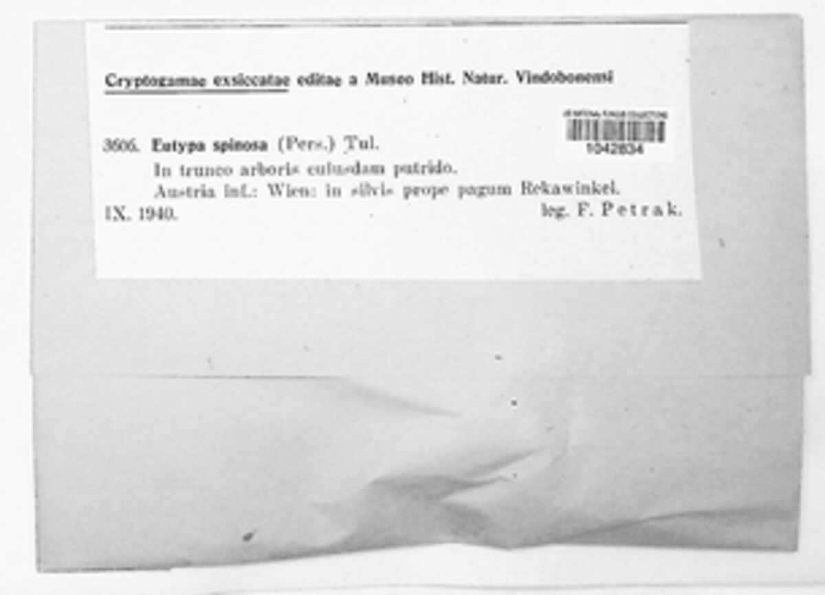 Eutypa spinosa image